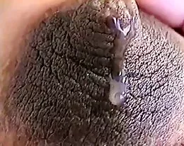 mleczny preggo mleczanów